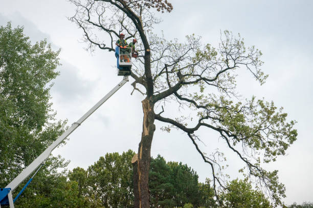 Best Tree Removal Near Me  in USA